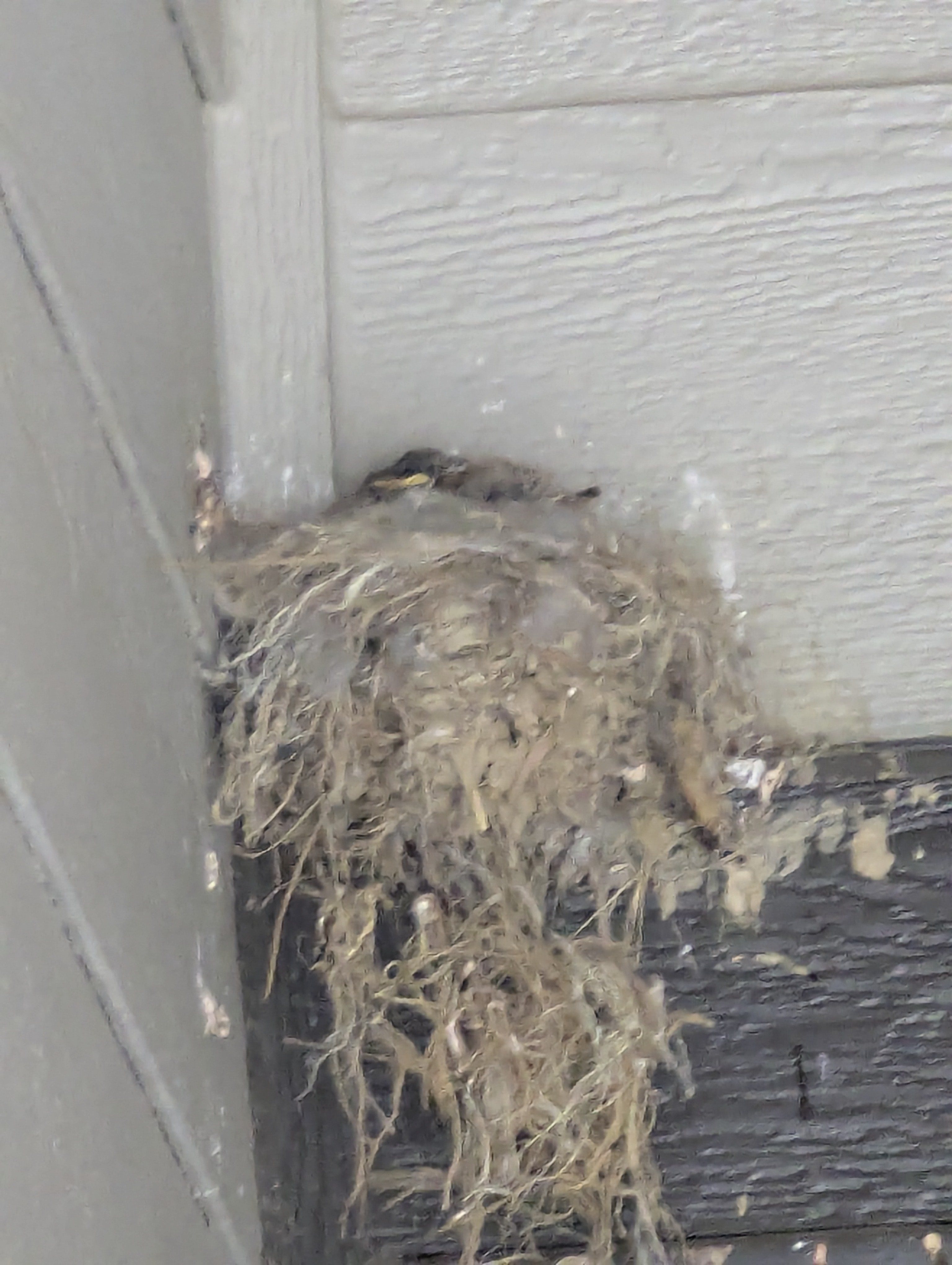 Say's Phoebe, Morrison, Colorado, baby bird